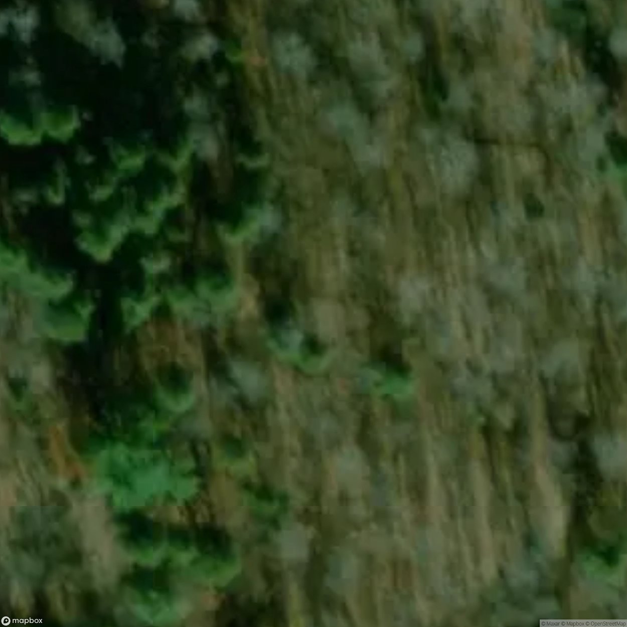 Camp Forester