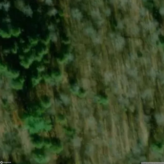 Camp Forester
