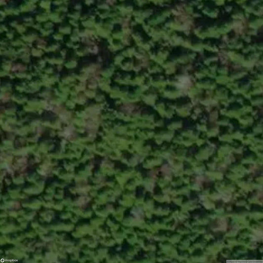 Aokigahara