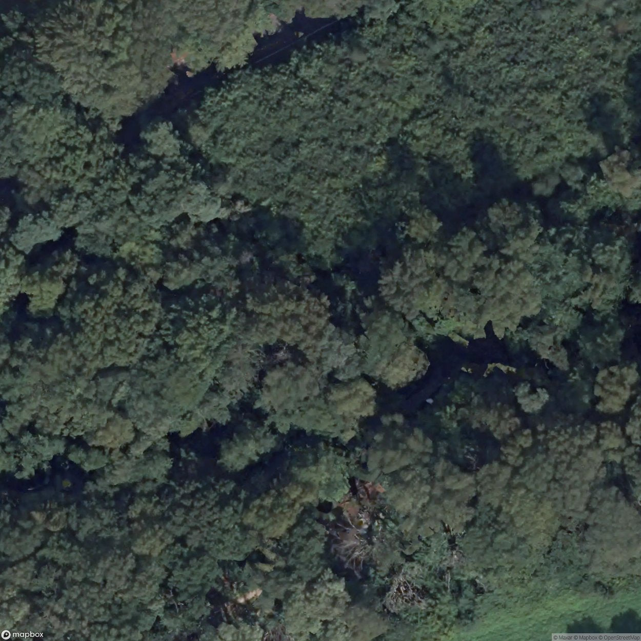 Old Fairytale Forest Dingden [DEU]