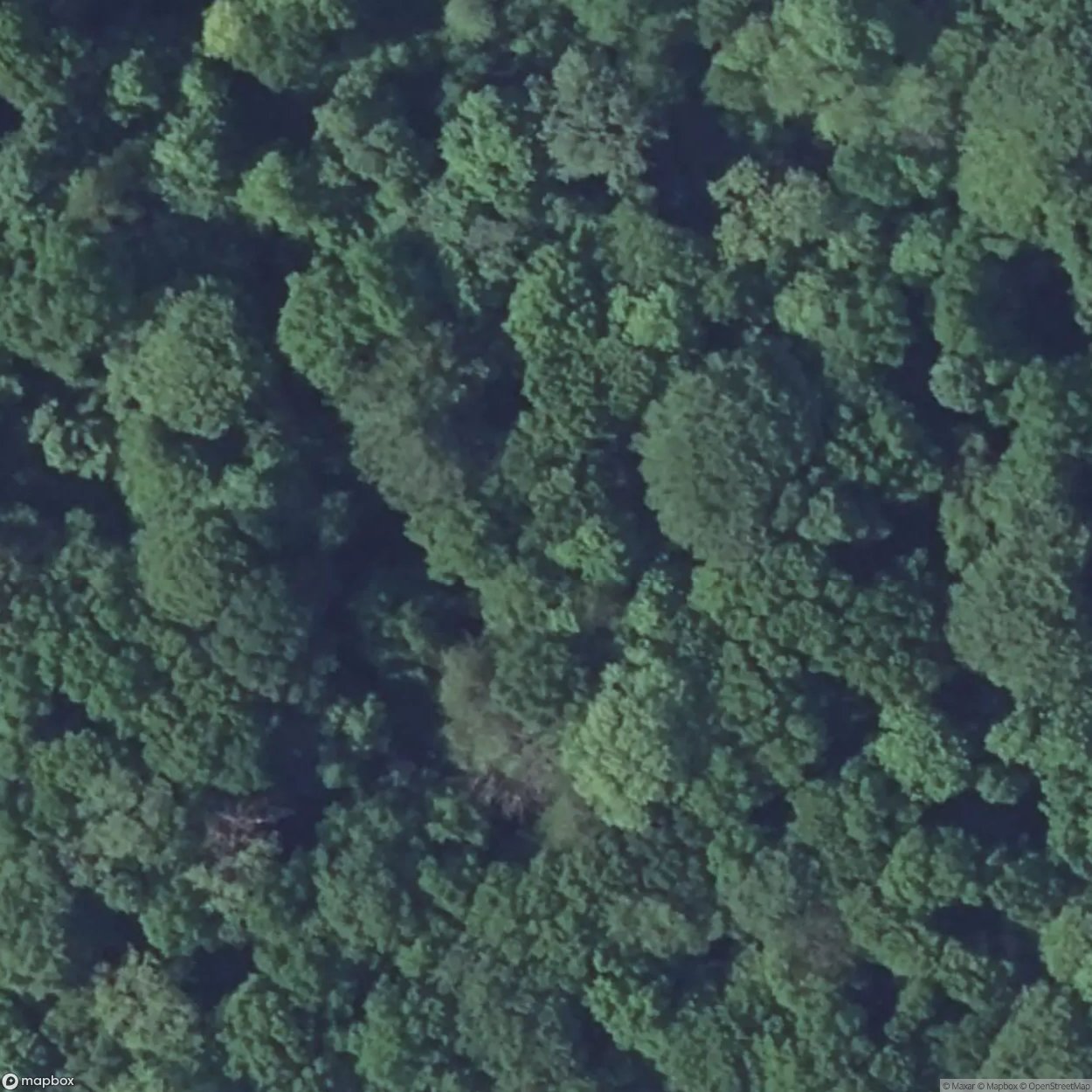 Tappe Forest [FRA] #15557