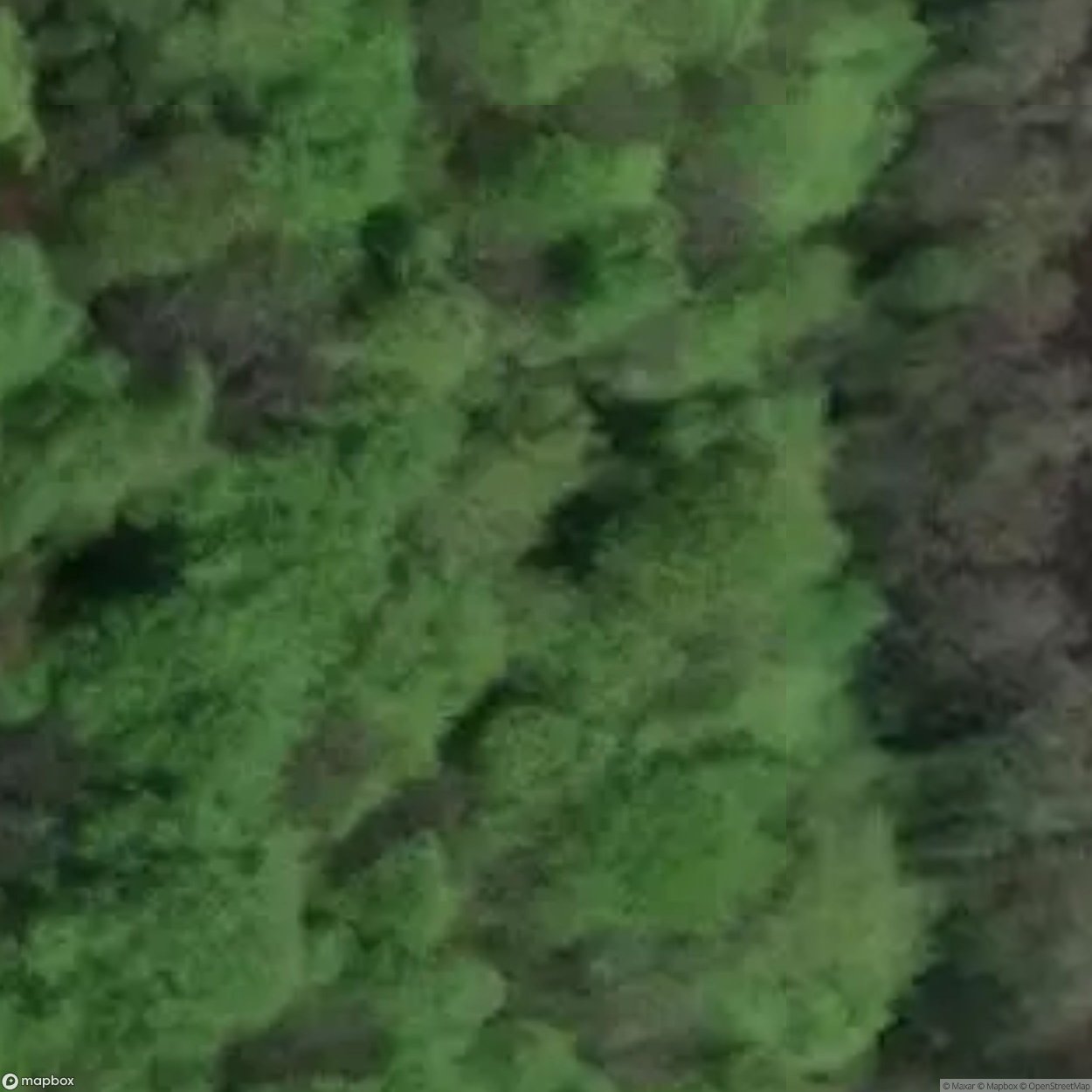 Lady Park Wood Iron Mines [GBR]